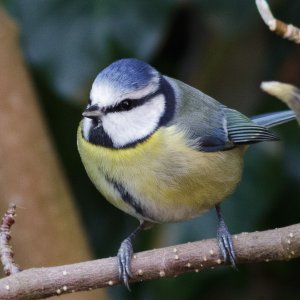 Blue Tit