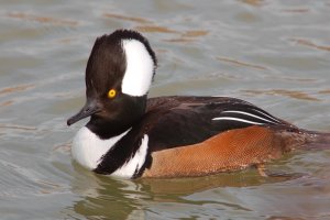 Hooded Merganser