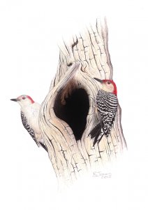 red bellied woodpecker