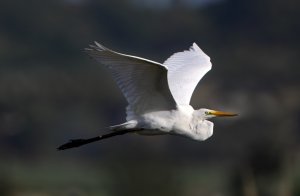 GREAT EGRET