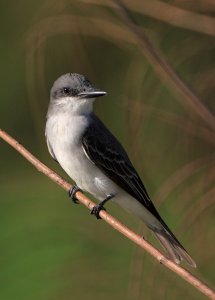 GREY KINGBIRD