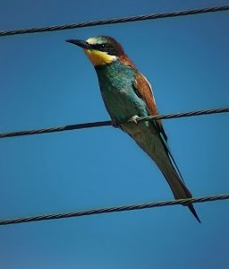 Bee eater