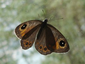 Large Wall Brown on a Window!