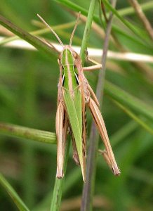 mottled grasshopper