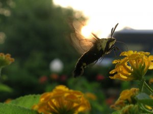 Snowberry Clearwing