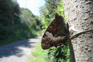 Woodland Grayling 2