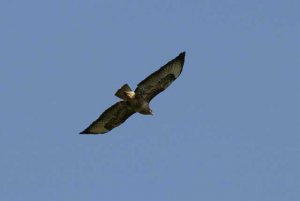 Common Buzzard