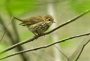 Ovenbird