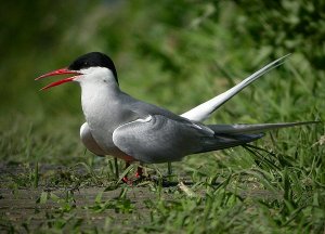 Artic Tern