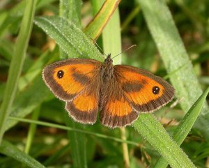 male gatekeeper