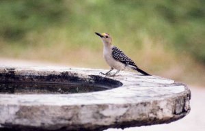 Golden-fronted Woodpecker