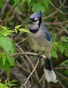 Blue Jay before Molt