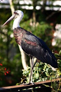 Woollynecked Stork