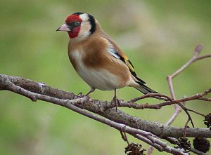 goldfinch