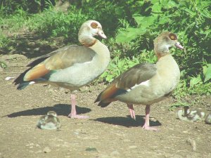 Egyptian Geese & gooslings