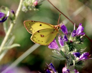 Berger's Clouded Yellow