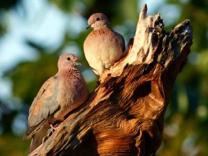 Laughing (Palm) Dove