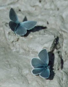 Small Blue