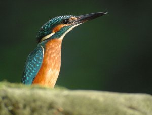 Kingfisher (juvenile)