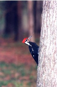 Pileated Woodpecker