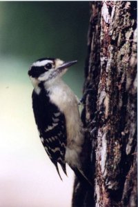 Downy Woodpecker