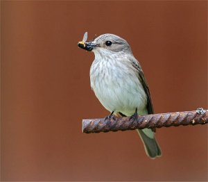 Spotted Flycatcher@John N Murphy