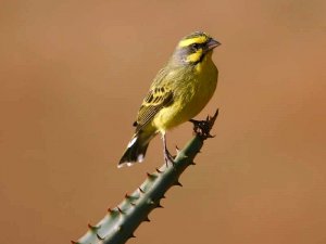 Yelloweyed Canary