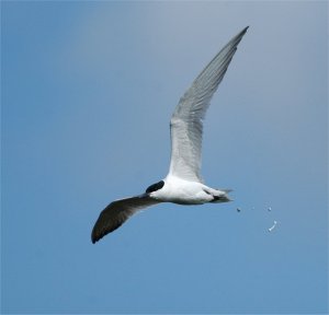 Gull-billed tern in Wexford (11th Irish record)