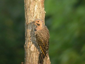 Northern Flicker