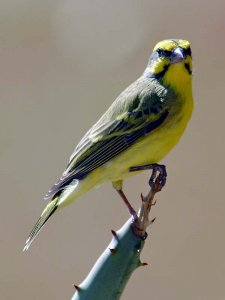 Yelloweyed Canary