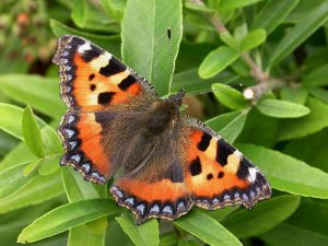 small tortoiseshell