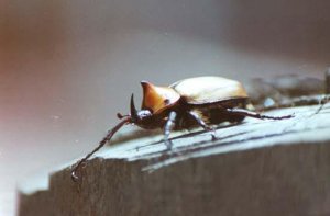 Rhinoceros Beetle "Oryctes nasicornis"