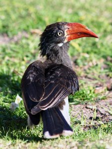 Crowned Hornbill Female
