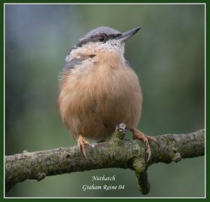 Nuthatch