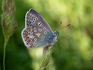 common blue