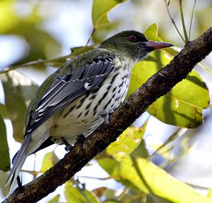 olive-backed oriole