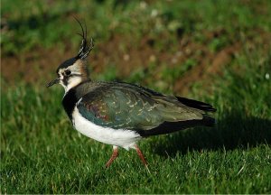 Evening Lapwing