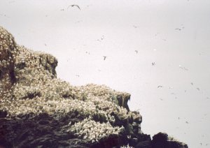 Northern Gannets on Grassholm