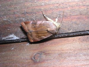 L.B.B.Y.UNDERWING.