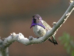 Costa's Hummingbird