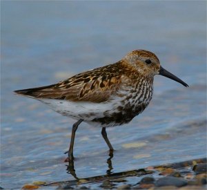 Returning Dunlin