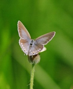 Gram Blue - Euchrysops cnejus