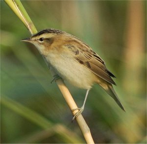 Curious Sedge Warbler