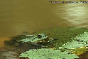 Indian Pond Frog
