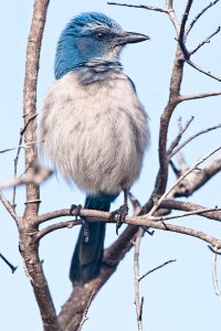 Florida Scrub-jay