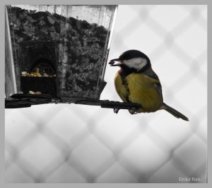 Black and White Great Tit Shot