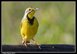 Yellow-throated Longclaw