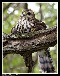 African Goshawk (juvenile)