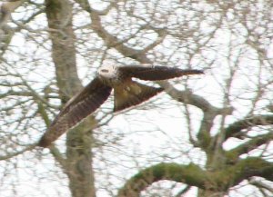 Black Kite