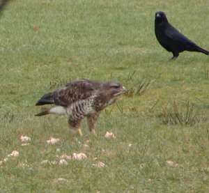 Common Buzzard